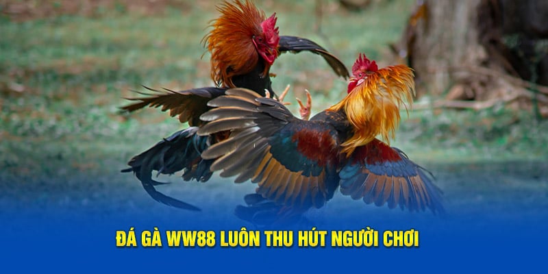 Đá gà WW88 luôn thu hút người chơi